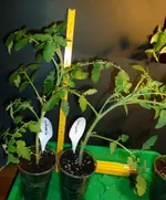 Gartenperle1.webp