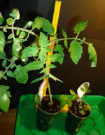 Gartenperle2.webp