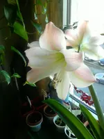 Amar. (2).webp