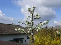 k-Obstbäume Boskop.webp