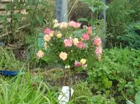 CIMG4197.webp