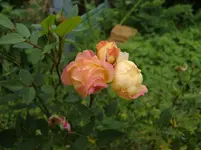 CIMG5406.webp