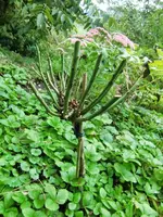 CIMG0608.webp