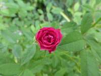 P1170950.webp