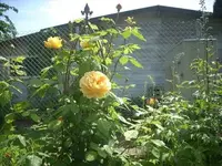 Golden Celebration_kl.webp