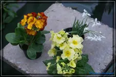 comp_DSC02781.webp