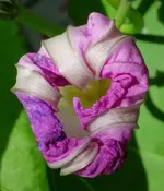 pink (6).webp
