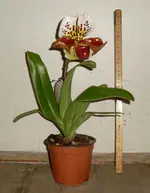 aa-Frauenschuh.webp