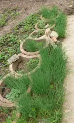 Schnittlauchbeet.webp