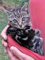 Copy of animal (5)v.webp