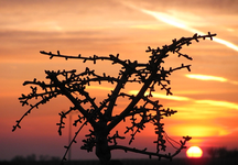 sonnenaufgang 07.03.15 sieben uhr.webp