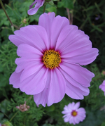 Kosmee.webp