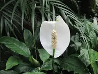 106.webp