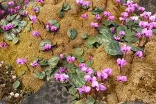 DSCF0247.webp