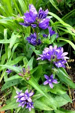 knäuelglockenblume.webp