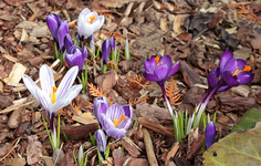bunt_Krokus_700.webp