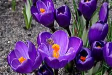 Krokuss_lila_Wildbiene_640.webp
