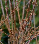 Forsythie_Knospen_minimalsim_600.JPG