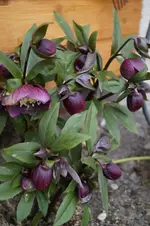 _DSC7766.webp