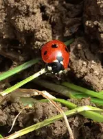 Marienkäfer .webp