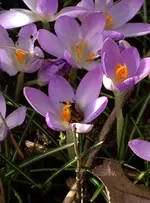 Bienen.webp