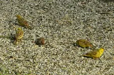 Goldammen_0003.webp