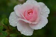 Rose_19934.webp