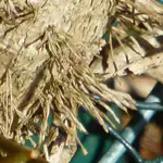 Gartenrätsel.webp