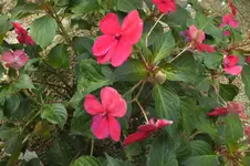 DSCF0225.webp