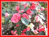 040.webp