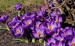 Krokusse_lila_neun Wildbienen_hungrig_800.webp