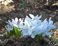 weisse Hyanzinthe_640.webp
