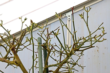 pinker Hochstamm_Kübel_08032015_640.webp
