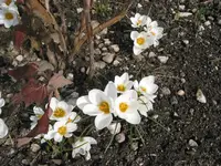 003.webp
