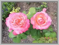 021.webp