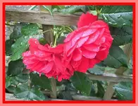 010.webp