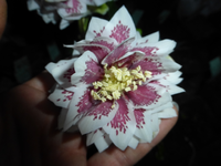 P1280711.webp