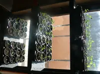 Paprika Nachwuchs.webp