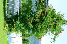 DSC_0040.webp