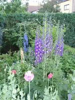 P1020177.webp