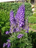 P1020208.webp