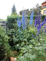 DSCN0311.webp