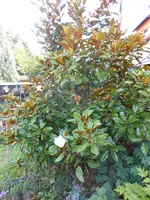 DSCN1408.webp