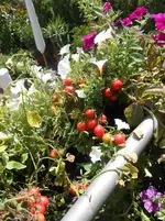 DSCN1835.webp