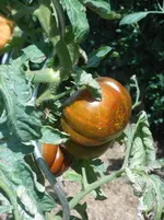 DSCN1822.webp
