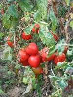 DSCN1894.webp