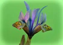 iris.webp