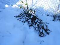 DSCN2101.webp