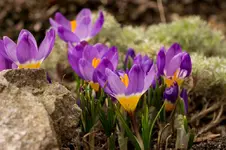 4833.webp