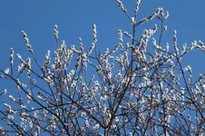DSCF0385.webp